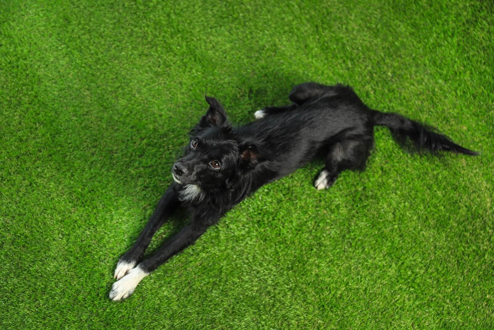 dog in artificial grass santa cruz