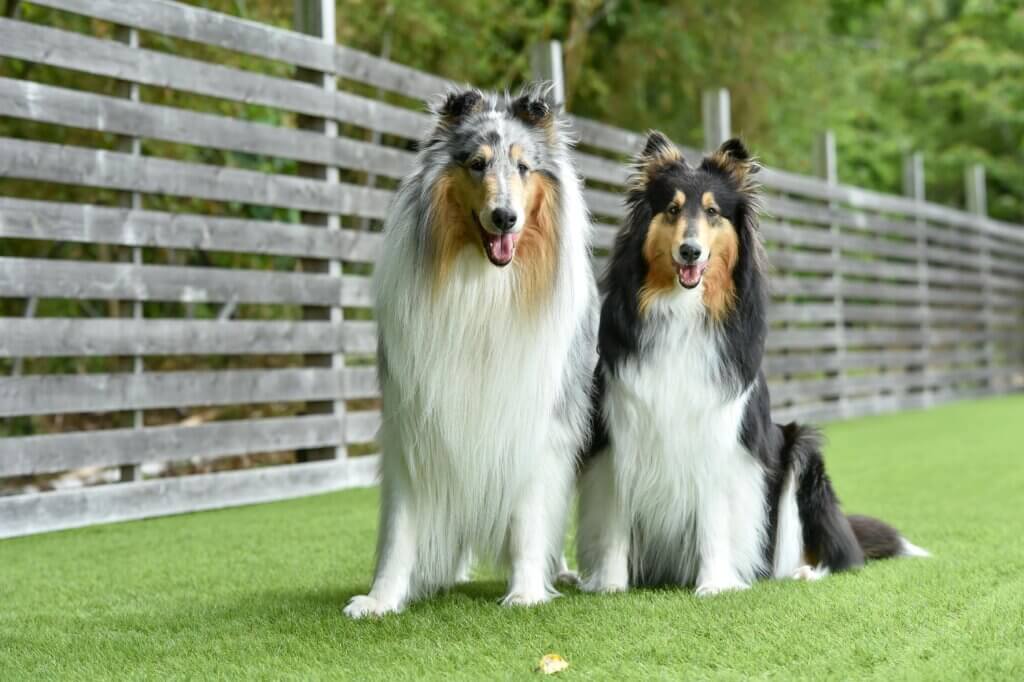 synthetic grass pet owners