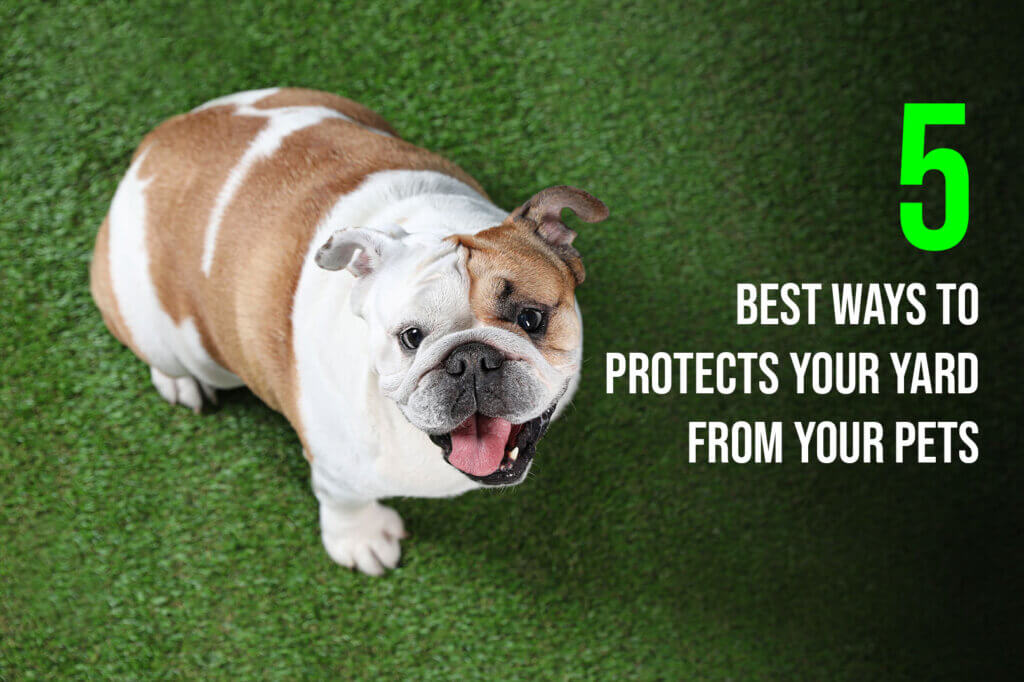 How Synthetic Grass for Dogs Santa Cruz Protects Your Yard From Your Pets