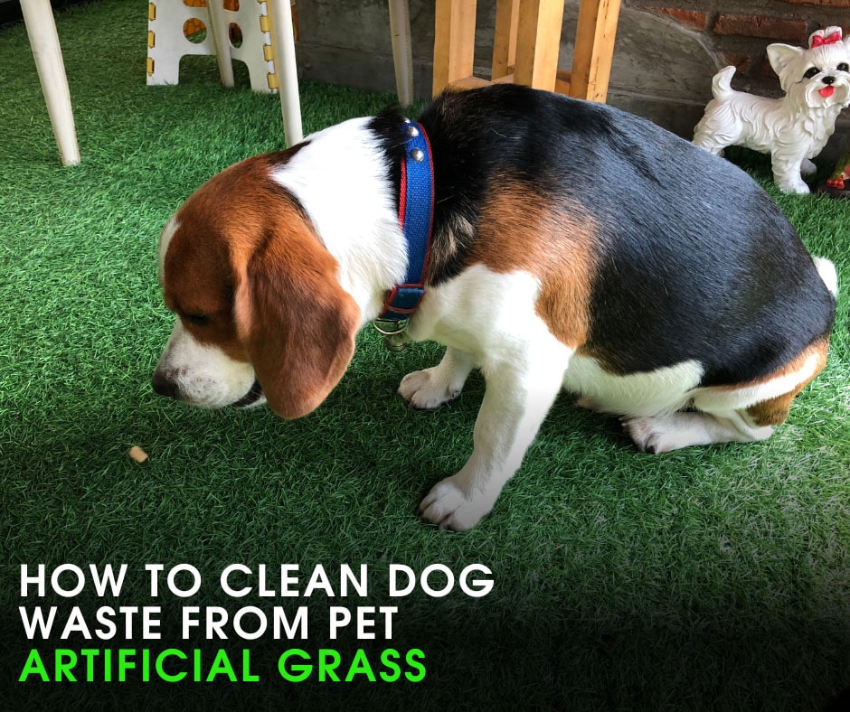 santa cruz_How to Clean Dog Waste From Pet Artificial Grass