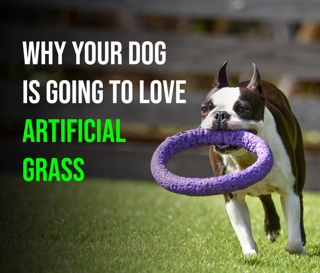 Why Your Dog Is Going to Love Artificial Grass-santacruz